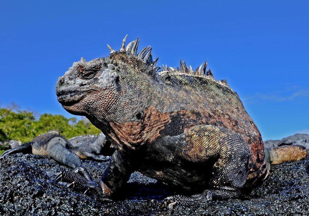לינה וארוחת בוקר פוארטו בקריסו מורנו Galapagos Eco Friendly מראה חיצוני תמונה