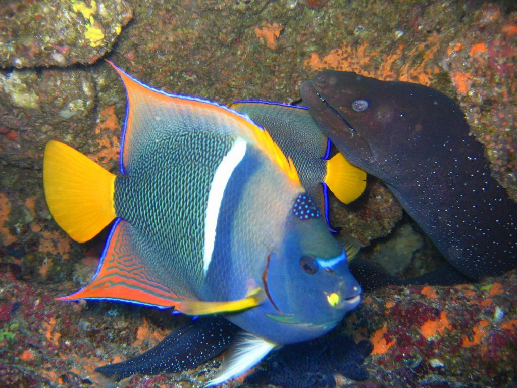לינה וארוחת בוקר פוארטו בקריסו מורנו Galapagos Eco Friendly מראה חיצוני תמונה