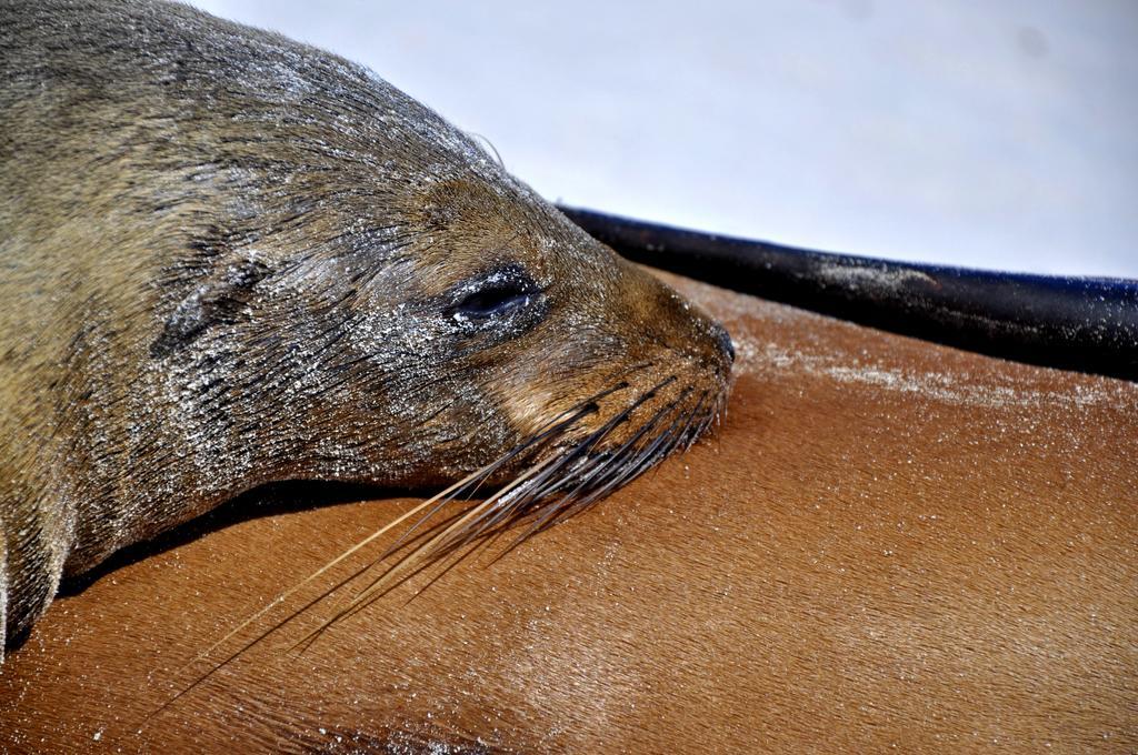 לינה וארוחת בוקר פוארטו בקריסו מורנו Galapagos Eco Friendly מראה חיצוני תמונה